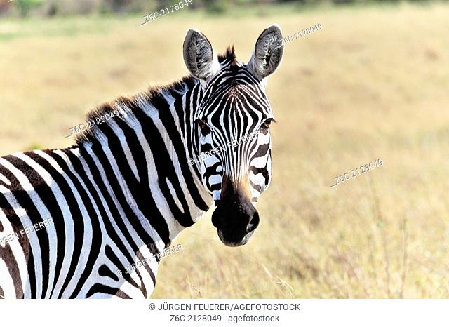 Face and head of a Zebra, Equus burchelli, Masai Mara, Kenya
