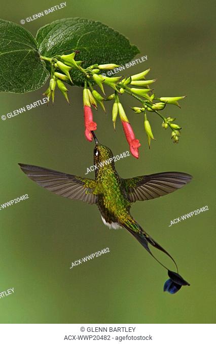 A male Booted Racket-tail hummingbird Ocreatus underwoodii flying and feeding at a flower in the Tandayapa Valley in Ecuador