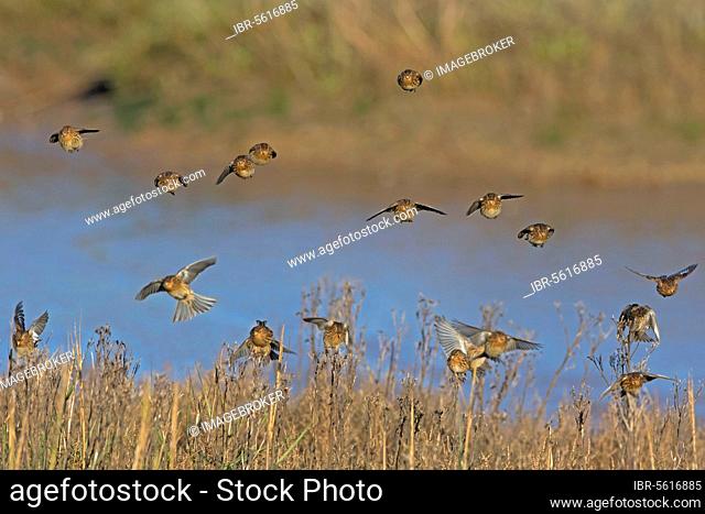 Twite (Acanthis flavirostris) flock, non-breeding plumage, in flight, landing on plant seedheads in saltmarsh, Norfolk, England, United Kingdom, Europe