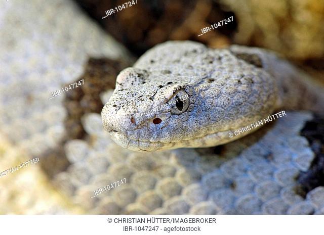 Rock Rattlesnake, Green Rattlesnake (Crotalus lepidus lepidus)