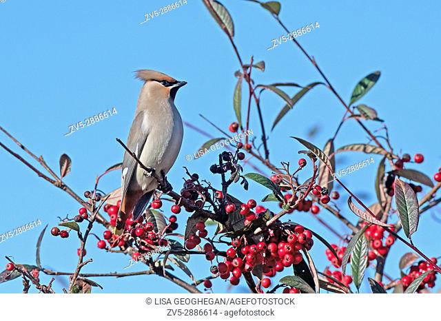 Bohemian Waxwing-Bombycilla garrulus perched on Cotoneaster Berries. Winter. Uk