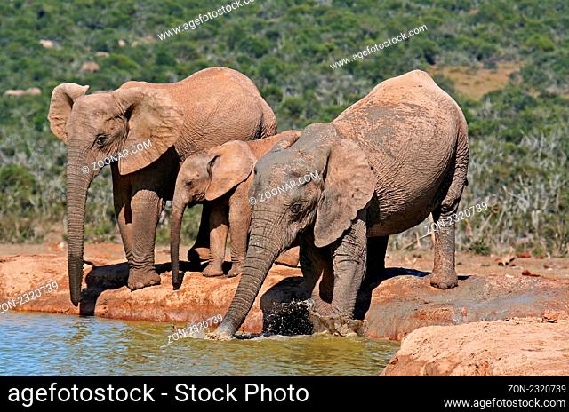 Elefanten am Wasserloch, Südafrika, elephants at a waterhole, south africa, Loxodonta africana