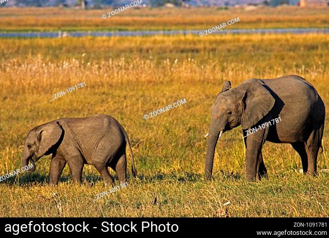 Junge afrikanische Elefanten (Loxodonta africana) am Chobe-Fluss, Botswana