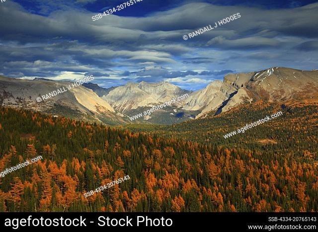 Golden Larch and the Rocky Mountains From The Niblet in Mt Assiniboine Provincial Park in British Columbia Canada