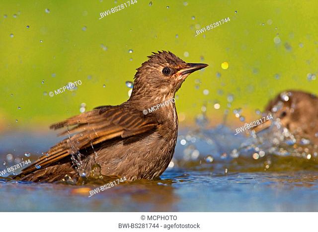 common starling Sturnus vulgaris, young bird bathing, Germany, Rhineland-Palatinate