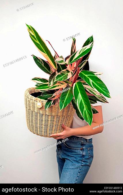 Girl holding Stromanthe tricolor plant in a basket against white wall background