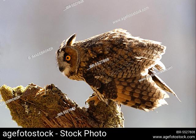 Long-eared owl (Asio otus) on mossy stump, Great Britain