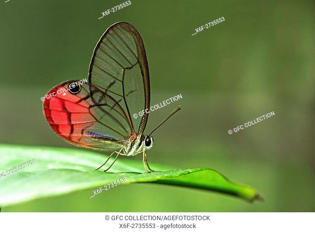 Clearwing butterfly (Cithaerias pireta), Family of Brush-footed butterflies (Nymphalidae), Amazon rainforest, Canande River Reserve, Choco forest, Ecuador