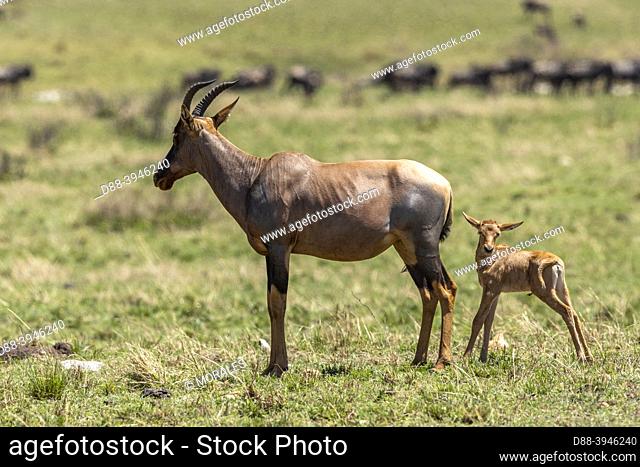 Africa, East Africa, Kenya, Masai Mara National Reserve, National Park, Topi (Damaliscus korrigum), in the savannah, mother and new born