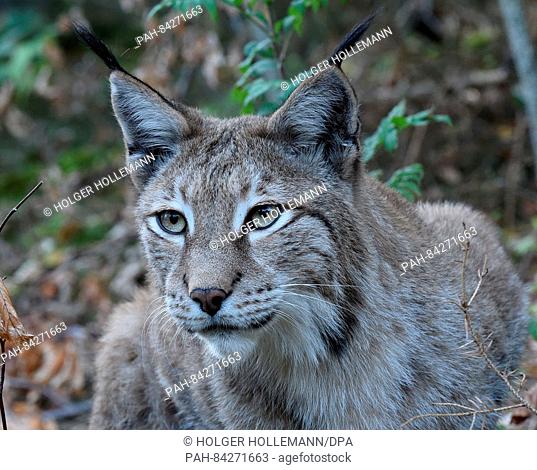 A lynx inside the lynx enclosure at Rabenklippe near Bad Harzburg in the Harz range, Germany, 08 September 2016. Photo: Holger Holleman/dpa | usage worldwide