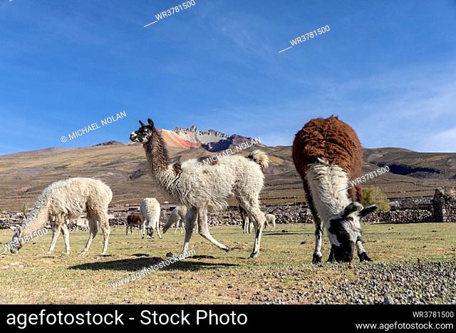 Llamas (Lama glama), feeding near Coqueza, a small town near the Thunupa Volcano, Salar de Uyuni, Bolivia, South America