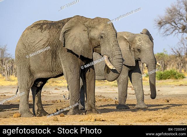 African elephant (Loxodonta africana), group, Savuti, Chobe National Park, Botswana, Africa