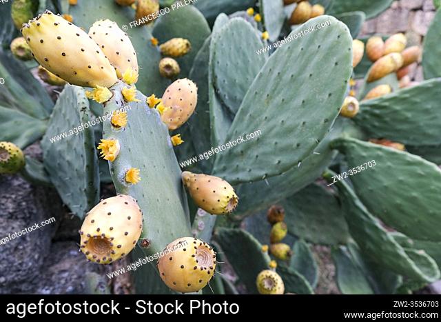 Close up of ripe prickly pear fruit. Canosa DP, Puglia. italy