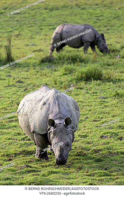 Indian rhinoceros (Rhinoceros unicornis) in grassland, threatened species, Kaziranga National Park, Assam, India