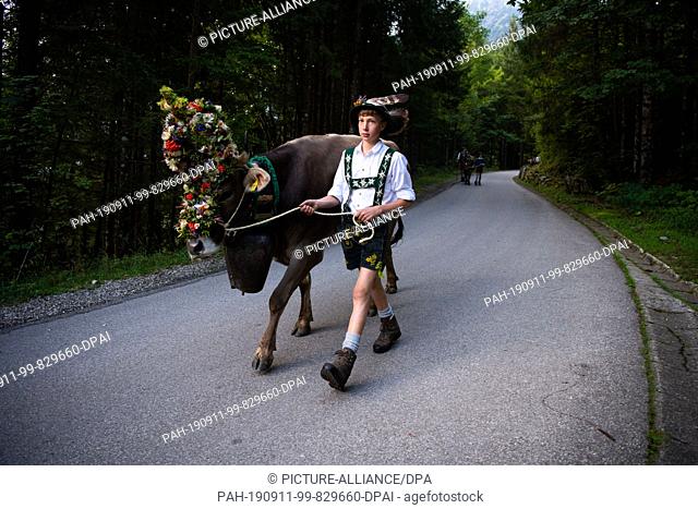 11 September 2019, Bavaria, Bad Hindelang: A boy takes a decorated cow down into the valley. At the cattle shelter in Bad Hindelang