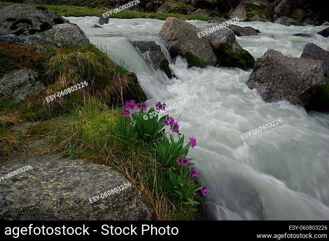 The mountain river in the mountains. Current through the gorge the river. Stones and rocky land near the river. Beautiful mountain landscape