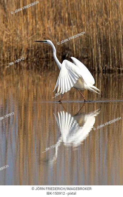 Reflection of a great white egret (Casmerodius albus)
