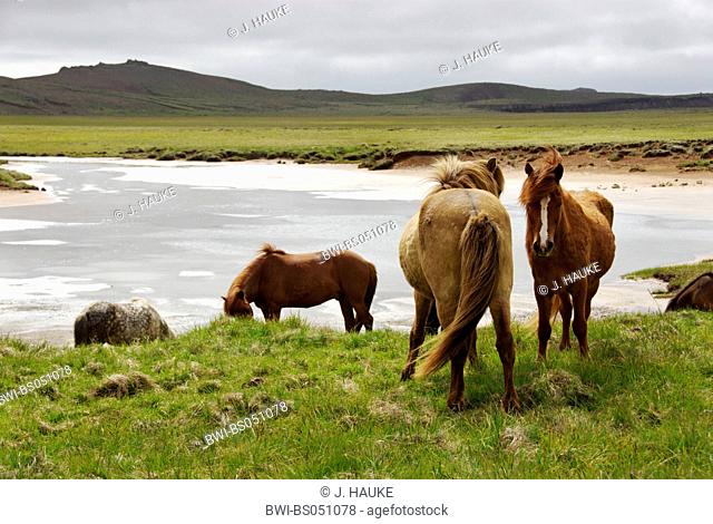 Islandic horse, Iceland pony (Equus przewalskii f. caballus), individuals at water, Iceland