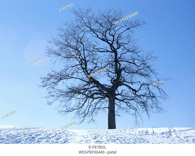 Bare tree in snow, winter