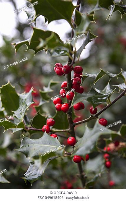 evergreen with red holy berryes on branch in nature