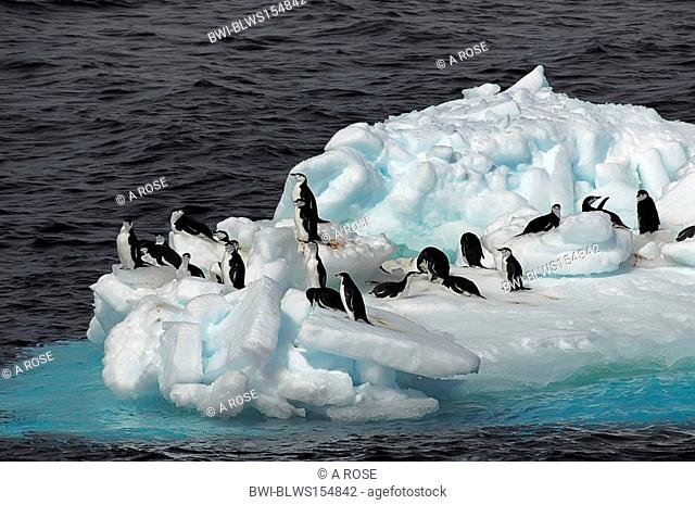 bearded penguin, chinstrap penguin Pygoscelis antarctica, small group of Antarctic chinstrap penguins on a drifting ice floe, Antarctica, Southern Ocean