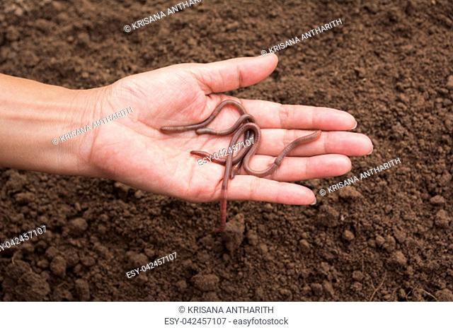 Female hand holding earth worms in hands with healthy earth