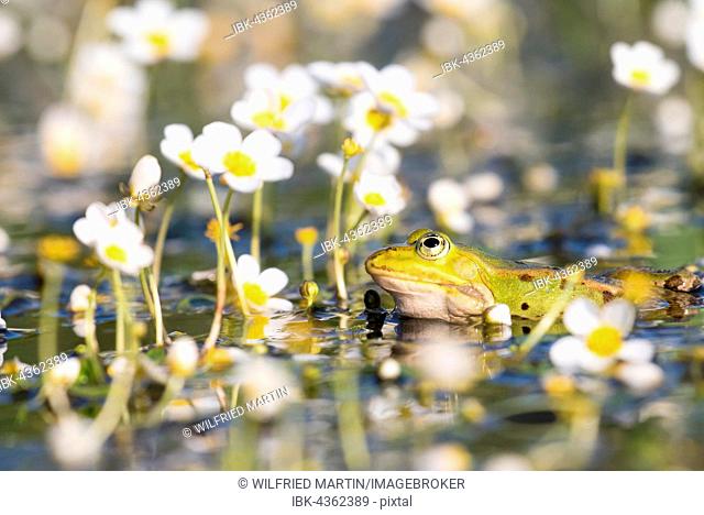 Edible frog (Pelophylax kl. esculentus) in pond amongst white water-crowfoot (Ranunculus aquatilis), Hesse, Germany
