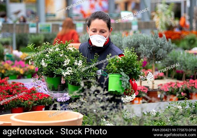 20 April 2020, Bavaria, Munich: An employee sorts the plants in the Seebauer garden centre. From 20.04.2020 DIY and garden centres in Bavaria will be allowed to...