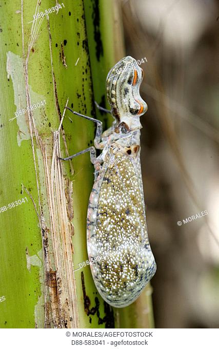 Lanternfly or 'Peanut-head bug' or 'alligator bug ' (Fulgora laternaria). Heath river camp .Border Peru/Bolivia