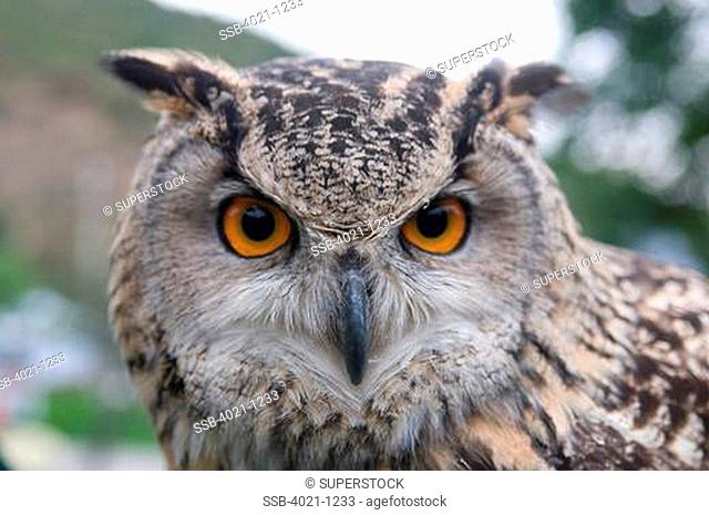 Kazakhstan, Alma Ata, Rock Eagle Owl Bubo bengalensis at Suncar Falcon farm