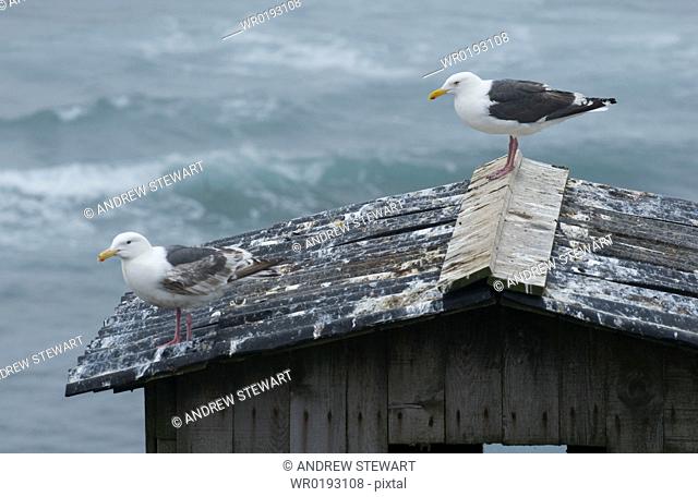 Wild Slaty-backed Gulls Larus schistisagus, keeping watch ontop of bird watch hut Tyuleniy Island, Russia, Asia MORE INFO: Gulls circle the Kittywakes colony in...