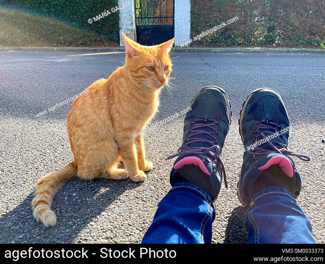 Orange tabby cat and boots