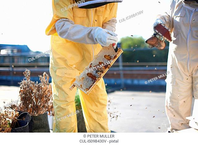 Beekeepers discussing honeycomb on city rooftop