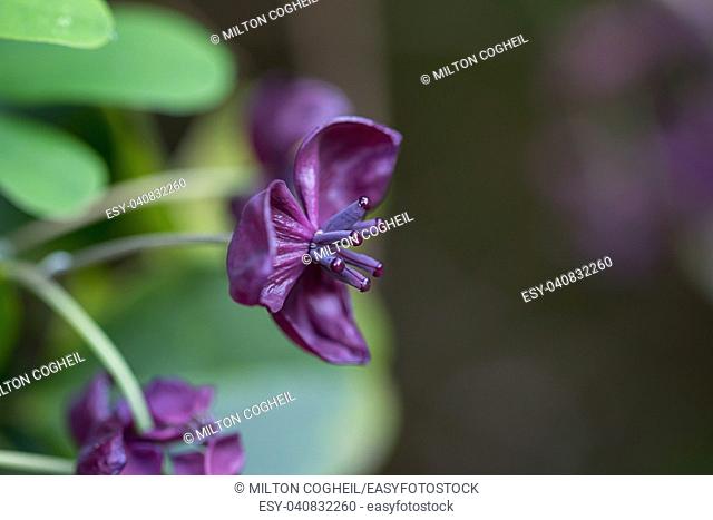 The foliage and flowers of the Akebia Quinata plant, also known as the Chocolate Vine