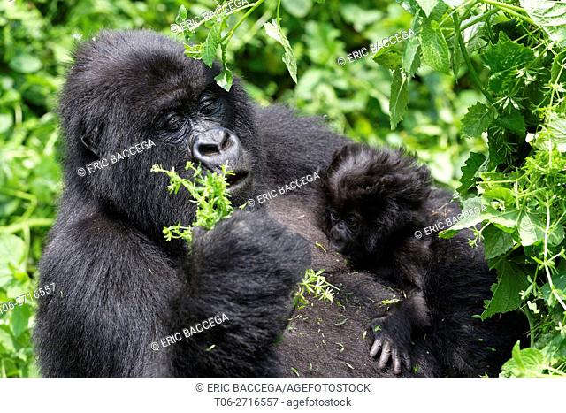 Female Mountain gorilla feeding and nursing her one month old baby (Gorilla beringei beringei) Virunga National Park, Democratic Republic of Congo, Africa
