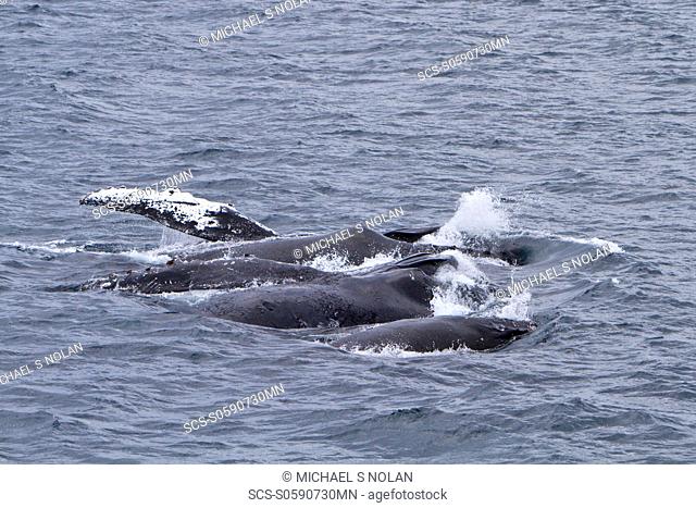 Adult humpback whale Megaptera novaeangliae surface lunge-feeding on krill near the Antarctic Peninsula, Antarctica, Southern Ocean MORE INFO Humpbacks feed...