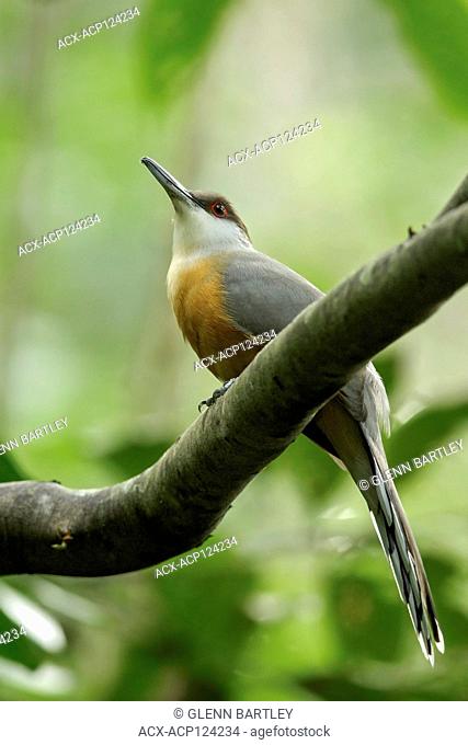 Jamaican Lizard-Cuckoo (Coccyzus vetula) perched on a branch in Jamaica in the Caribbean