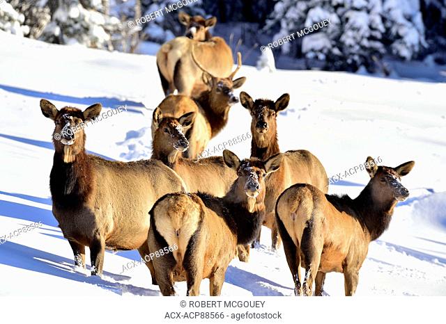 A herd of wild elk Cervus elaphus, in the deep snow in rural Alberta Canada