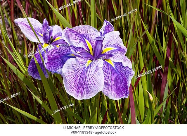 Bulbous Iris