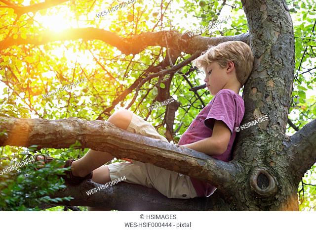 Boy reading book in tree