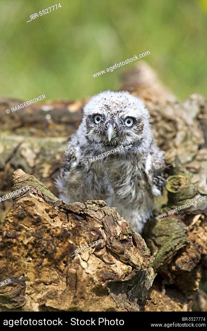 Little Owl, little owls (Athene noctua), Owls, Animals, Birds, Owls, Little Owl chick, sitting on log, june (captive)