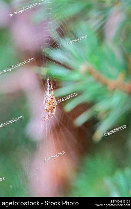 A garden spider in its ornate web. Spiders are useful animals in our gardens