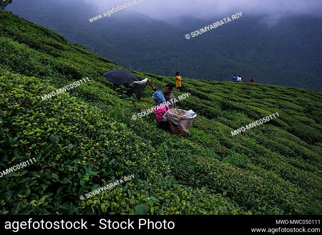 Women tea workers plucking tea leaves during cloudy monsoon at the British-era tea garden Orange Valley Tea Garden spread over an area of 347