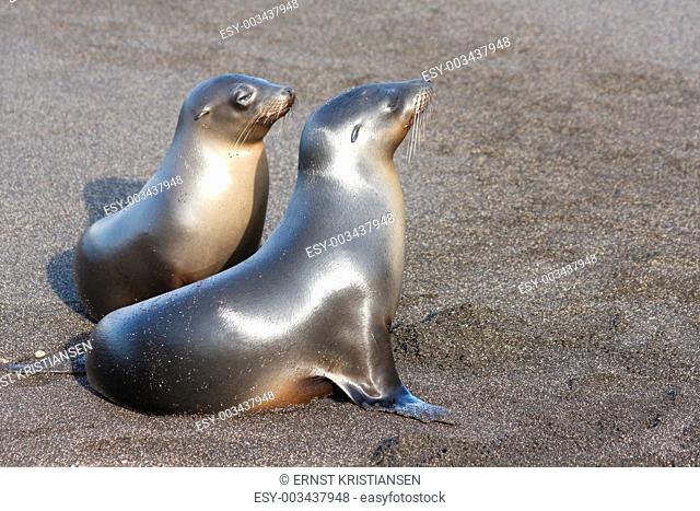 Sea lion family on the beach at Galapagos Islands