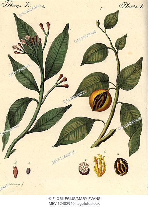 Mace and nutmeg tree, Myristica fragrans, and clove spice tree, Syzygium aromaticum, 2. Handcoloured copperplate engraving after a botanical illustration by...