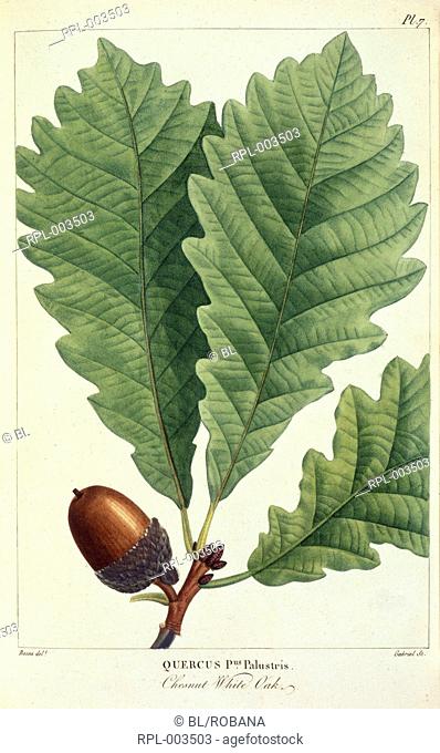 Chestnut White Oak. Image taken from Histoire des Arbres Forestiers de l'Amerique Septentrionale, consideres principalement sous les rapports de leur usage dans...