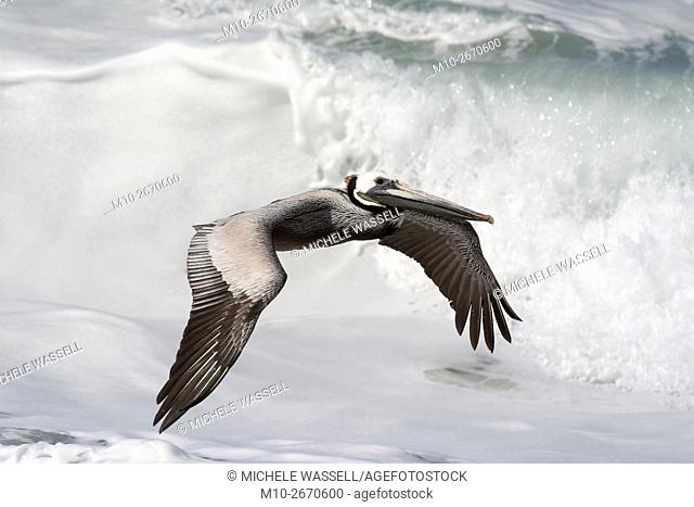 California Brown Pelican flying low with wave breaking behind it