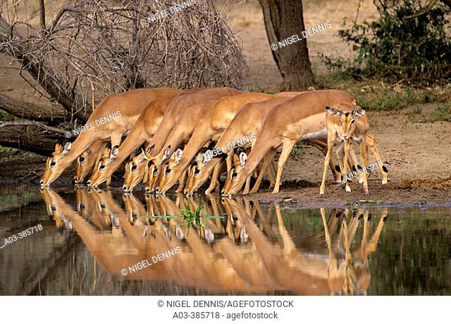 Impalas (Aepyceros melampus). Kruger National Park. South Africa