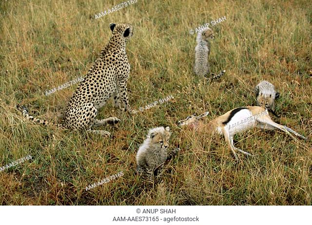 Female Cheetah and three cubs (Acinonyx jubatus) with Thomson's gazelle prey (Gazella thomsonii), Maasai Mara National Reserve, Kenya