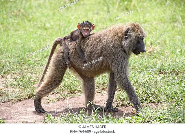 Olive baboon Papio cynocephalus anubis baby riding on its mother's back, Serengeti National Park, Tanzania, East Africa, Africa